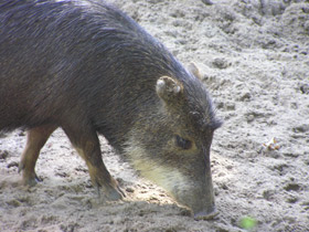 Смотреть фото Белобородый пекари Фото Белобородый пекари