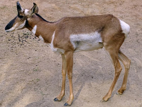 Смотреть фото Вилорог Фото Вилорог