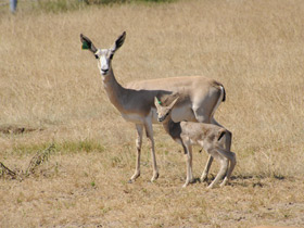 Газель Гранта Газель Гранта