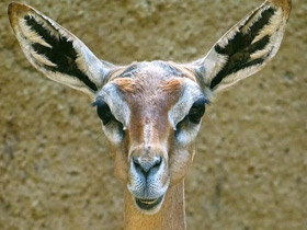 Геренук Геренук