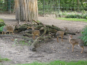 Смотреть фото Обыкновенный дикдик Фото Обыкновенный дикдик