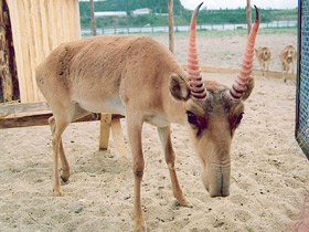 Смотреть фото Самые необычные и удивительные животные Фото Самые необычные и удивительные животные