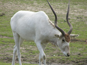 Аддакс Аддакс