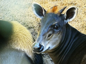 Смотреть фото Желтоспинный дукер Фото Желтоспинный дукер