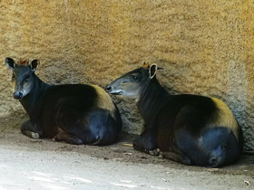 Смотреть фото Желтоспинный дукер Фото Желтоспинный дукер