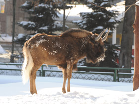 Смотреть фото Белохвостый гну Фото Белохвостый гну