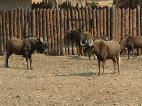 Смотреть фото Белохвостый гну Фото Белохвостый гну