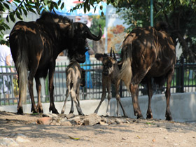 Смотреть фото Белохвостый гну Фото Белохвостый гну