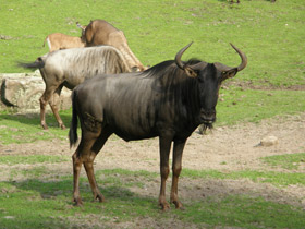 Фото Голубой гну