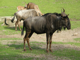 Фото Голубой гну