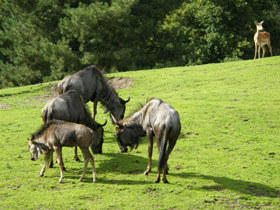 Фото Голубой гну