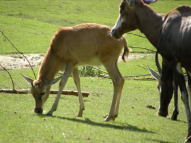 Фото Блесбок