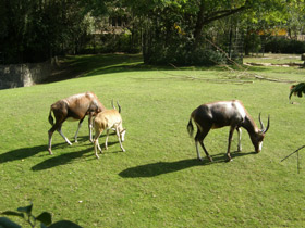 Фото Блесбок