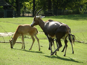 Фото Блесбок