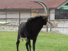 Фото Животные - символы