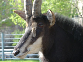 Черная антилопа Черная антилопа