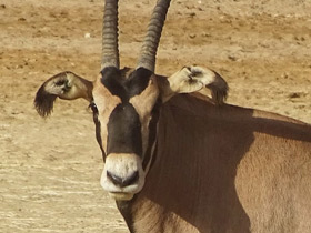 Смотреть фото О сообразительности животных Фото О сообразительности животных