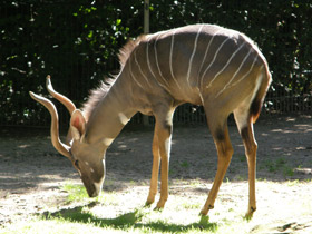 Смотреть фото Малый куду Фото Малый куду