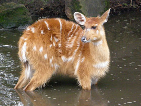 Смотреть фото Ситатунга Фото Ситатунга