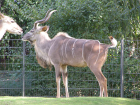 Смотреть фото Большой куду Фото Большой куду