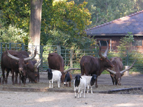 Смотреть фото Бык ватусси Фото Бык ватусси