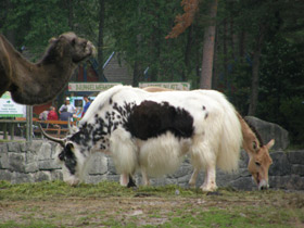 Смотреть фото Як Фото Як