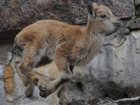 Смотреть фото Винторогий козёл Фото Винторогий козёл