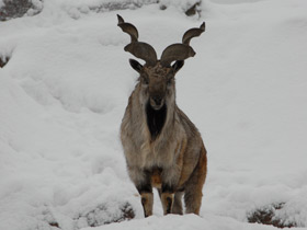 Винторогий козёл Винторогий козёл