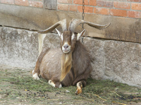 Смотреть фото Самые важные домашние животные Фото Самые важные домашние животные