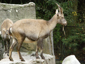 Смотреть фото Четвероногие прыгуны Фото Четвероногие прыгуны