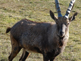 Смотреть фото Нубийский горный козел Фото Нубийский горный козел