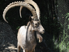 Фото Сибирский горный козел