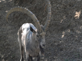 Фото Сибирский горный козел