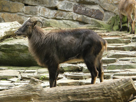 Фото Гималайский тар