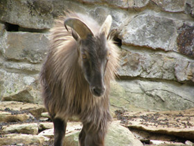 Фото Гималайский тар