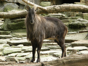 Фото Гималайский тар
