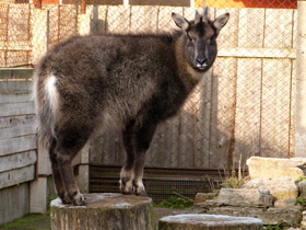 Смотреть фото Горал Фото Горал