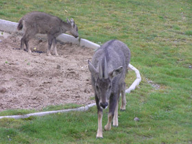 Смотреть фото Горал Фото Горал