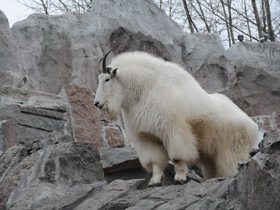 Смотреть фото Снежная коза Фото Снежная коза
