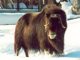 Смотреть фото Овцебык Фото Овцебык