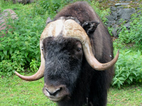 Смотреть фото Овцебык Фото Овцебык