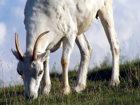 Смотреть фото Баран Далла Фото Баран Далла