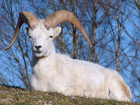 Смотреть фото Баран Далла Фото Баран Далла