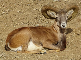 Смотреть фото Арменийский муфлон Фото Арменийский муфлон