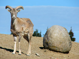 Смотреть фото Арменийский муфлон Фото Арменийский муфлон