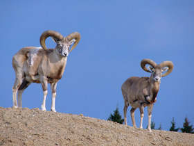 Смотреть фото Арменийский муфлон Фото Арменийский муфлон