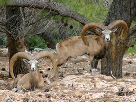 Смотреть фото Арменийский муфлон Фото Арменийский муфлон