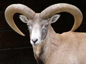 Смотреть фото Арменийский муфлон Фото Арменийский муфлон
