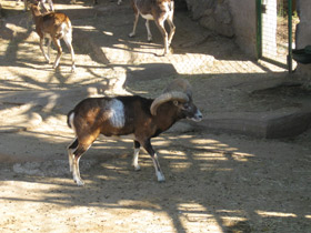 Смотреть фото Муфлон Фото Муфлон