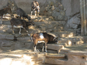 Смотреть фото Священные животные Древнего Египта. Фото Священные животные Древнего Египта.